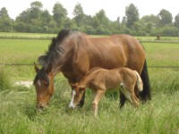 /album/fotos/pommetjegroot-1-jpg/